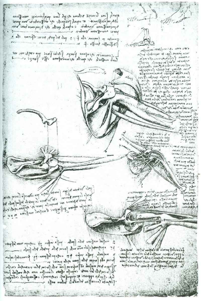 Leonardo Da Vinci On The Human Body Anatomical Drawings
